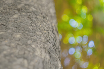 Wall Mural - a close-up blank of the defocused texture of bark on a tree trunk against the background of a green 