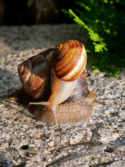 Mollusk snails with brown striped shell