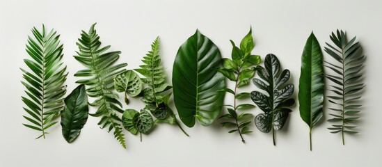 Canvas Print - Innovative green leaf arrangement in a flat lay design portraying a nature theme