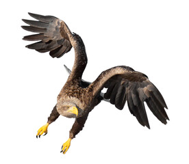 Wall Mural - Majestic predator White-tailed Eagle (Haliaeetus albicilla) in flight