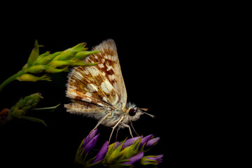 Butterfly. Spialia orbifer. Orbed Red underwing Skipper. Nature background. 