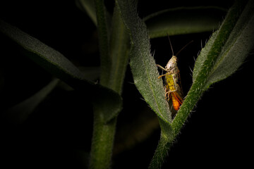 Wall Mural - Close up photo of green grasshopper. Black background. 