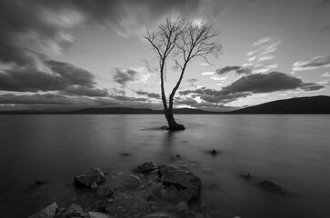 Canvas Print - tree in the fog