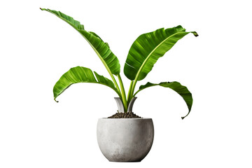 Front View of a Decorative Interior Plant in Concrete Vase, Banana Plant, Isolated Background