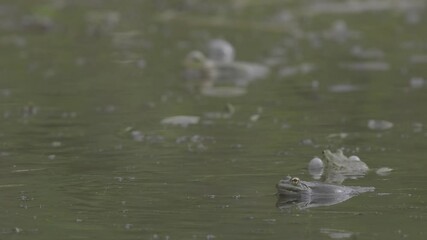 Wall Mural - Static shot of the marsh frogs pelophylax ridibundus in swamp against blur background