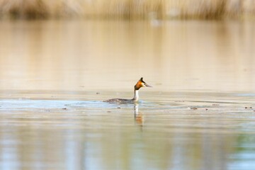 Wall Mural - Podiceps cristatus in the Duero River. Riberas de Castronuno Natural Park. Castronuno