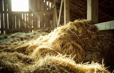 Wall Mural - Hay bales and sunlight in barn. A pile of hay in the barn