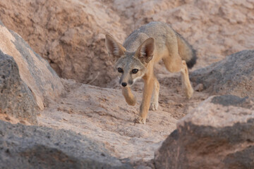 Wall Mural - A Kit Fox cub stalks forward while practicing hunting skills near it's den among basalt boulders in the desert of Southern Utah, USA.