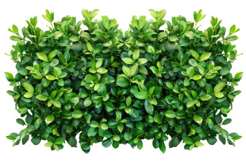 Green bush or wall of shrubs isolated on white background. Green leaves wall with clipping path