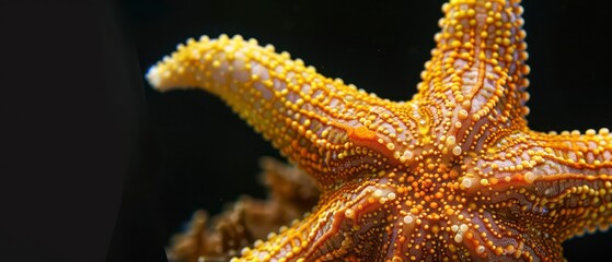 Wall Mural - Starfish resting gracefully on the sandy seabed, its distinctive arms radiating from a central body in vibrant ocean hues