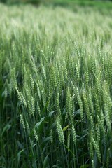 Canvas Print - Wheat cultivation. Wheat is one of the three major cereal grains in the world, and is milled to produce flour, which is used as an ingredient in bread, noodles, sweets, and more.