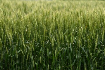 Canvas Print - Wheat cultivation. Wheat is one of the three major cereal grains in the world, and is milled to produce flour, which is used as an ingredient in bread, noodles, sweets, and more.