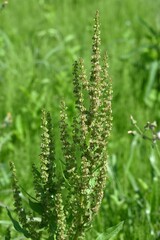 Poster - Rumex japonicus (Japanese dock) Achenes. Polygonaceae perennial plants. Achenes form after flowering in early summer. Young shoots are used as food and have medicinal properties.