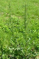 Poster - Rumex japonicus (Japanese dock) Achenes. Polygonaceae perennial plants. Achenes form after flowering in early summer. Young shoots are used as food and have medicinal properties.