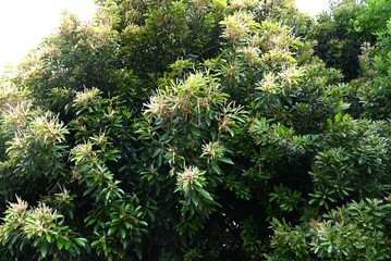 Wall Mural - Lithocarpus edulis tree flowers. A Fagaceae evergreen tree endemic to Japan. It is monoecious and blooms upward in early summer and bears acorns in autumn.