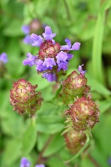 Canvas Print - Prunella vulgaris (Self heal) flowers. Lamiaceae perennial herb. It grows by extending underground stems and produces lip-shaped purple flower spikes in summer.