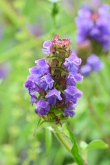 Poster - Prunella vulgaris (Self heal) flowers. Lamiaceae perennial herb. It grows by extending underground stems and produces lip-shaped purple flower spikes in summer.