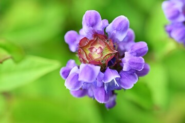 Wall Mural - Prunella vulgaris (Self heal) flowers. Lamiaceae perennial herb. It grows by extending underground stems and produces lip-shaped purple flower spikes in summer.