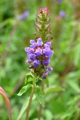 Poster - Prunella vulgaris (Self heal) flowers. Lamiaceae perennial herb. It grows by extending underground stems and produces lip-shaped purple flower spikes in summer.