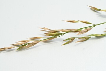 Canvas Print - Wild oat (Avena fatua). Poaceae winter annual weed . A weed that grows in clusters along roadsides.