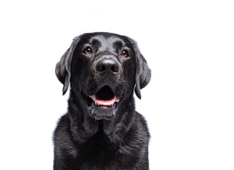 Wall Mural - cute dog on an isolated background in a studio shot