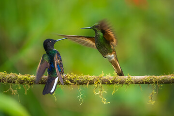 Wall Mural - Velvet-purple Coronet (Boissonneaua jardini), fighting, in flight, 4K resolution, best Ecuador humminbirds
