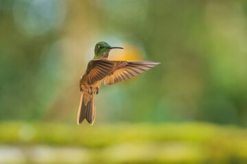 Wall Mural - Fawn-breasted Brilliant Hummingbird in flight, 4K resolution, best Ecuador humminbirds
