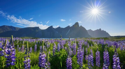 Poster - A vast field of lupine flowers stretching towards the horizon