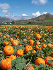 Wall Mural - A Gorgeous Field of Pumpkins Ripening Under a Clear Blue Sky with Mountains in the Distance Creating a Scenic Harvest Landscape in Autumn