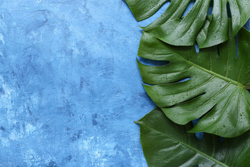 Poster - Tropical monstera leaves on blue background