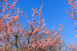 © HIRO JAPAN - 梅の花　紅梅