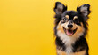 © irawan - dog puppy cute looking towards camera on yellow background