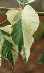 Wall Mural - Closeup of the white and green leaves of Japanese Aralia Elata Variegata