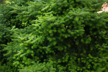 Wall Mural - Taxus baccata close up. Green branches of yew tree(Taxus baccata, English yew