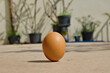 © Simon - Standing egg happens once a year on Chinese Peh Cun day