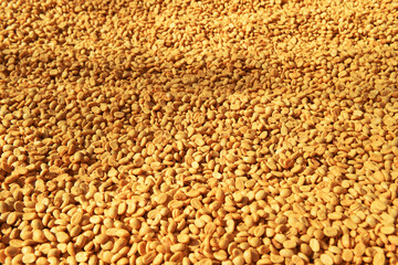 Wall Mural - Close up of coffee beans drying in the sun           