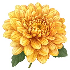 A chrysanthemum clipart, flower element, vector illustration, yellow, isolated on white background