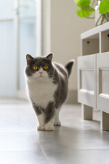 Sticker - Cute British Shorthair cat, indoor shot