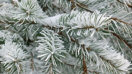 Wall Mural - A closeup of snowcovered pine needles showcasing their varied lengths and widths creating a beautiful and natural texture that is both rough and delicate at the same time.