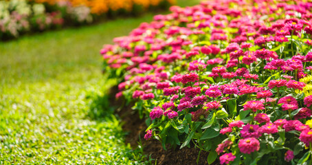 Wall Mural - closeup of pink zinnia flower under sunlight using as background natural green plants landscape, eco