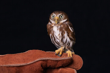 Poster - A close up of a pygmy owl. On a handlers glove to show how small it is. A black background compliments the photograph