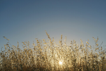 Wall Mural - sunlit dry oat field at sunrise with a clear blue sky in the background and copy space