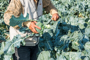 Wall Mural - Close-up of the farmers picking the green Romanesco broccoli in the field of Taiwan.