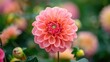 © AkuAku - Attractive and lovely flowers to admire