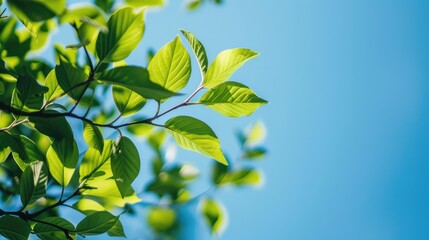 Wall Mural - close up view of bright green tree leaves against clear blue summer sky