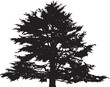 © Paolo - black and white lebanon cedar tree vector