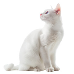 Wall Mural - A cute white cat sitting gracefully, isolated on a transparent background