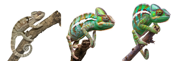 Canvas Print - Set of chameleon perched on a branch, isolated on a transparent background