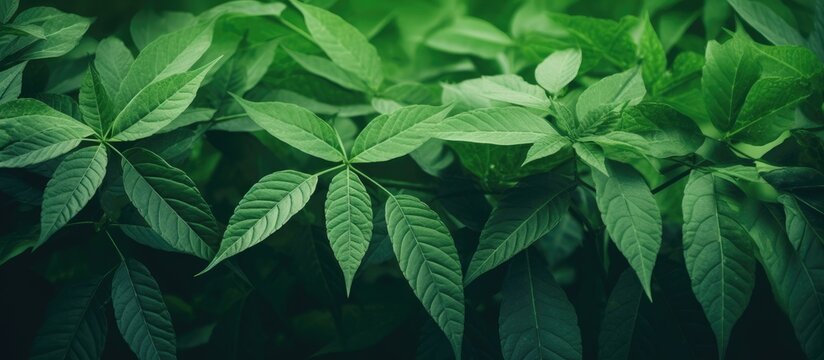 Green leaves in a garden during summer creates a vibrant nature scene It serves as an ideal spring background or greenery wallpaper with copy space image