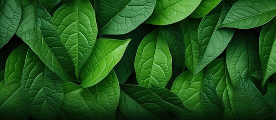 Wall Mural - background texture of macro leaves with copy space image